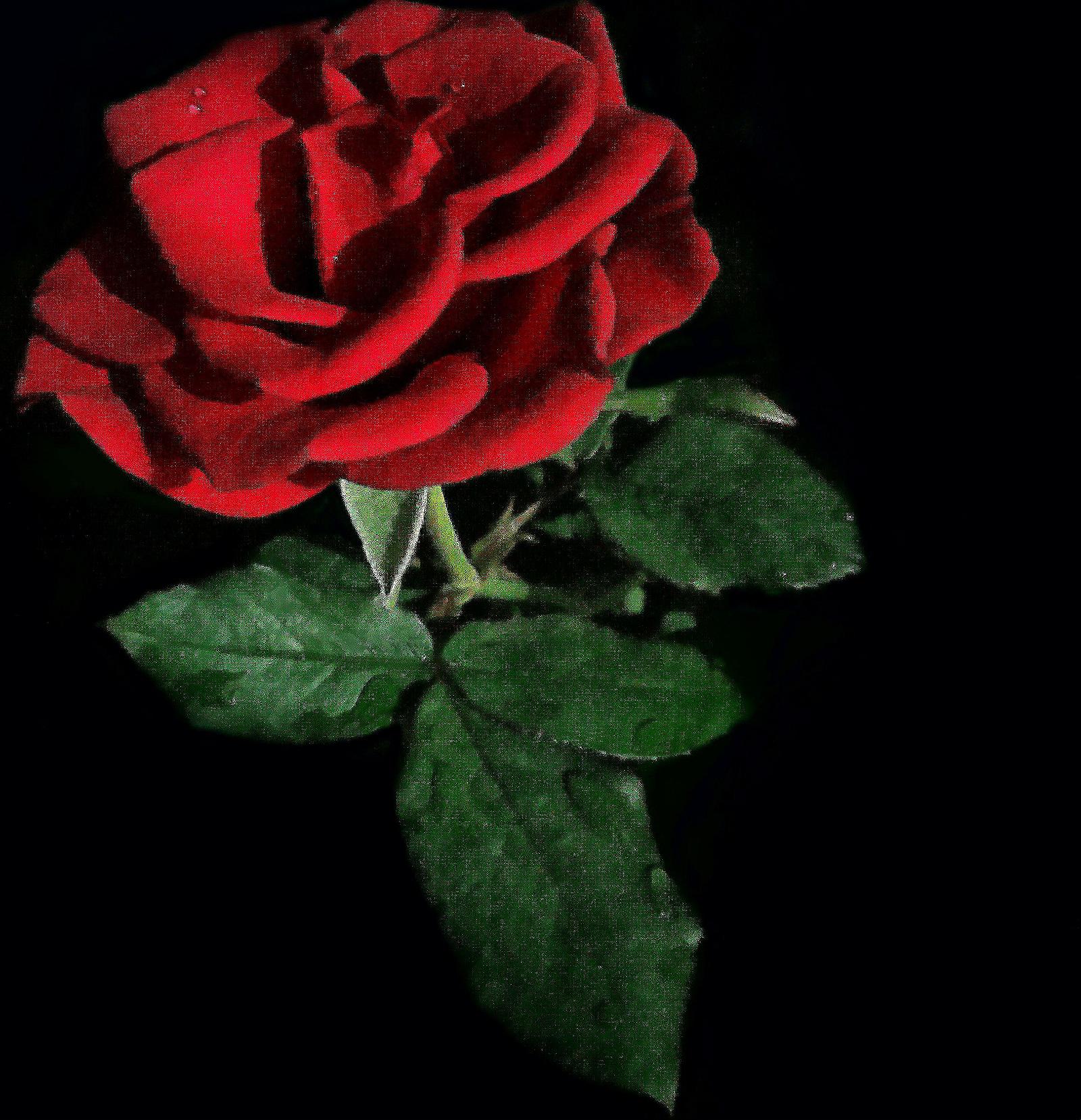 Detail Gambar Bunga Mawar Cantik Merah Nomer 52