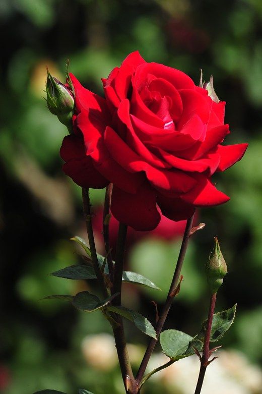 Detail Gambar Bunga Mawar Cantik Merah Nomer 6
