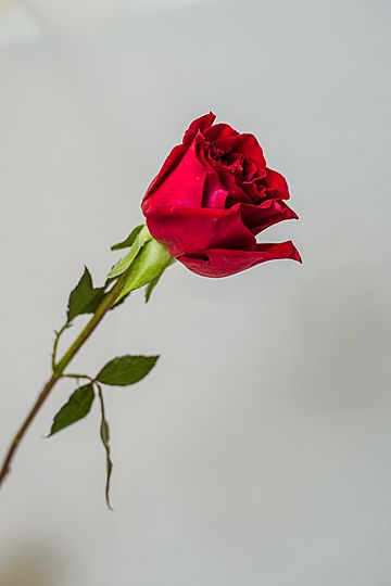 Detail Gambar Bunga Mawar Cantik Merah Nomer 7