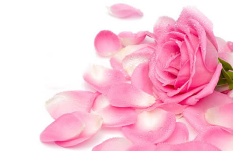 Detail Gambar Bunga Mawar Cantik Pink Nomer 24