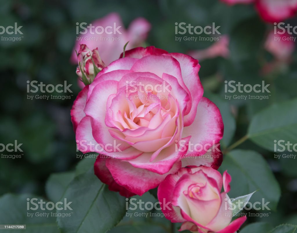 Detail Gambar Bunga Mawar Cantik Pink Nomer 32