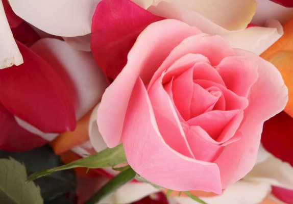 Detail Gambar Bunga Mawar Cantik Pink Nomer 34
