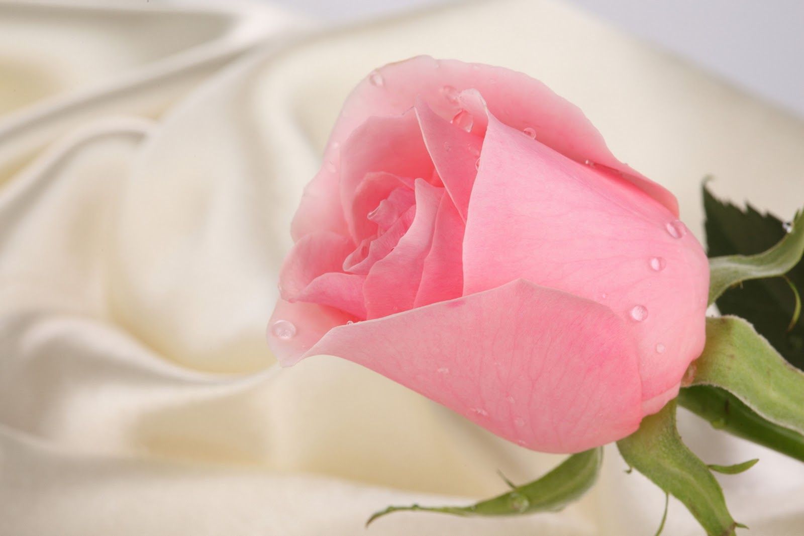 Detail Gambar Bunga Mawar Cantik Pink Nomer 6