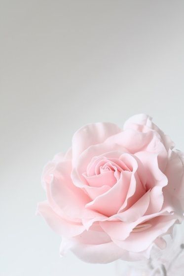 Detail Gambar Bunga Mawar Cantik Pink Nomer 49
