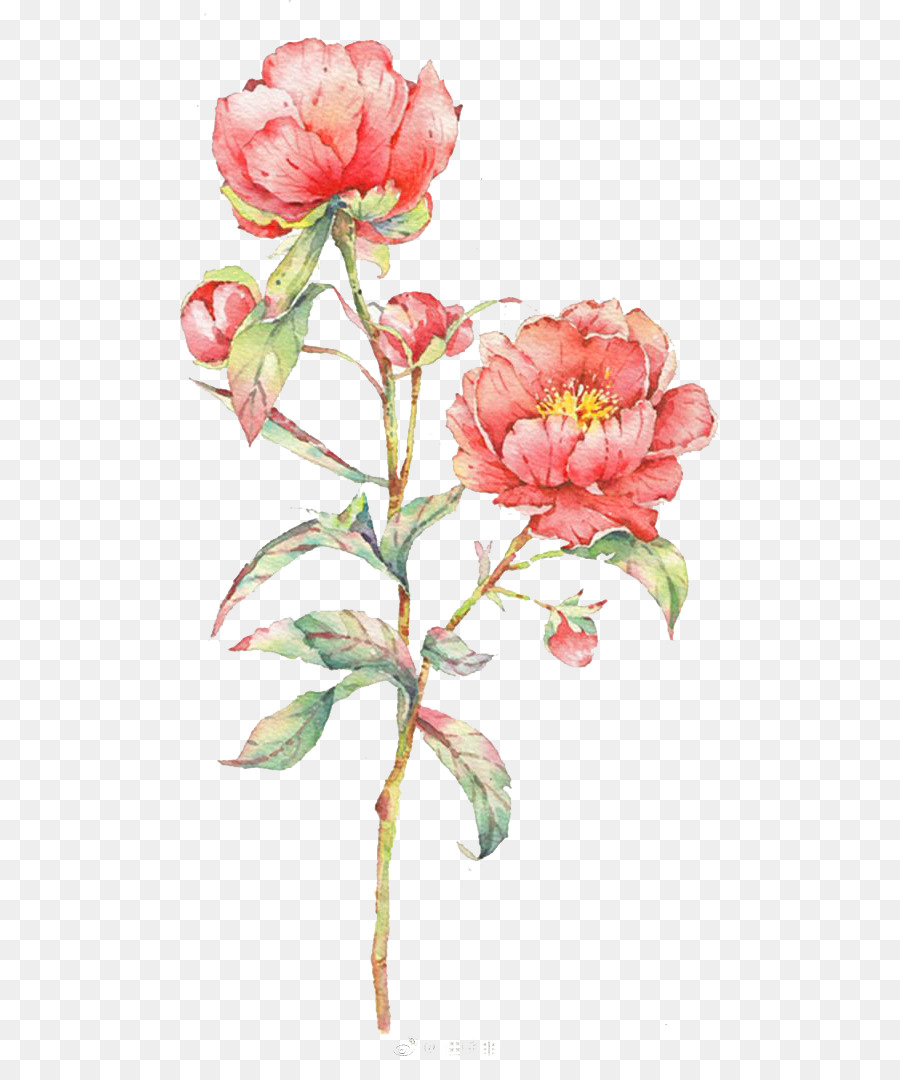 Detail Gambar Bunga Mawar Cat Air Nomer 12