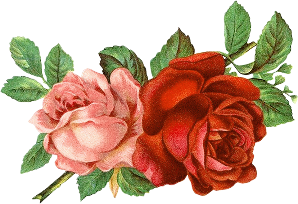 Detail Gambar Bunga Mawar Clip Art Nomer 12