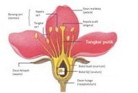 Detail Gambar Bunga Mawar Dan Bagian Bagian Bunga Nomer 14