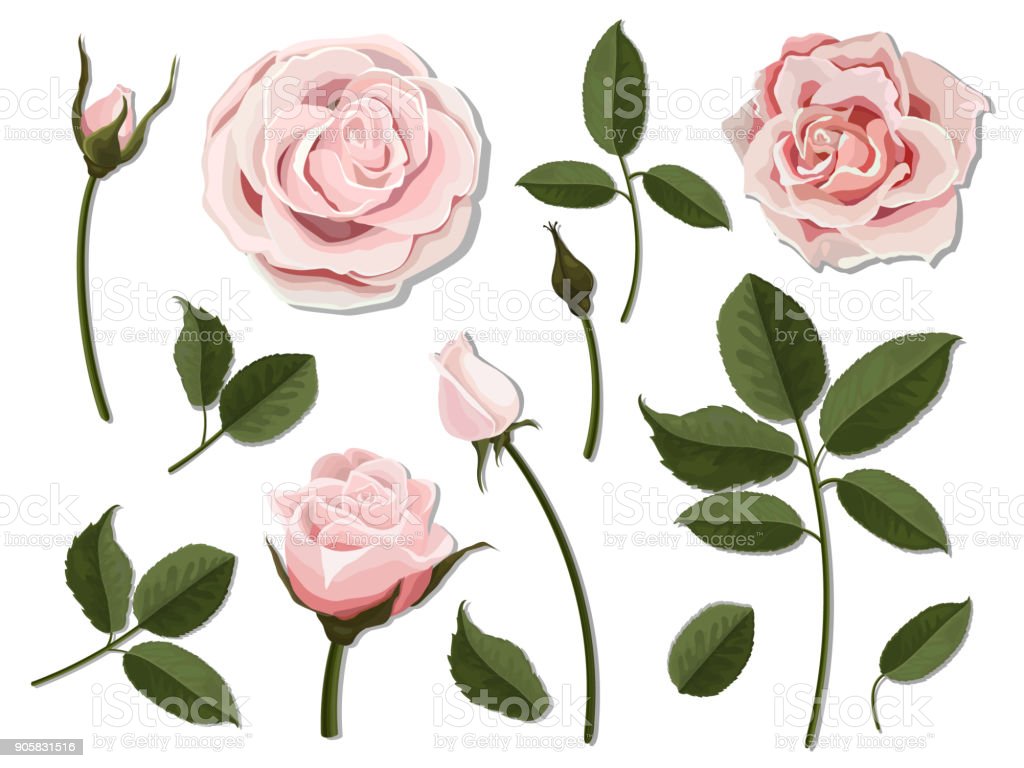 Detail Gambar Bunga Mawar Dan Bagian Bagian Bunga Nomer 33