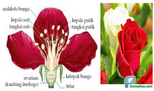 Detail Gambar Bunga Mawar Dan Bagian Bagian Bunga Nomer 5