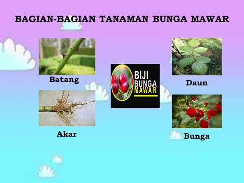 Detail Gambar Bunga Mawar Dan Bagian Bagian Bunga Nomer 39