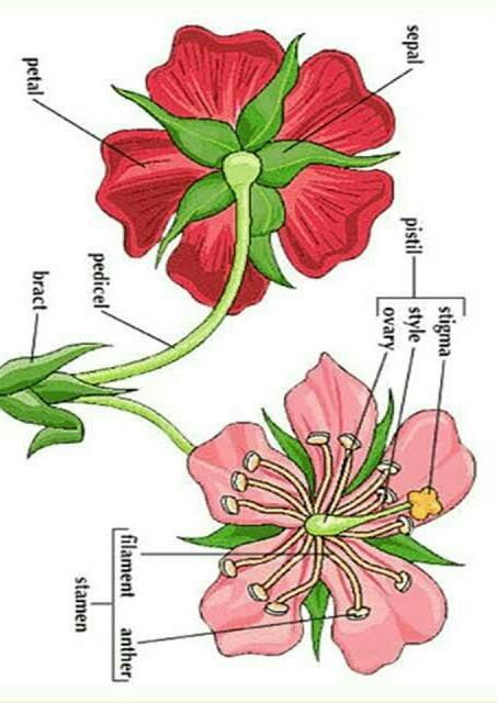 Detail Gambar Bunga Mawar Dan Bagiannya Nomer 3