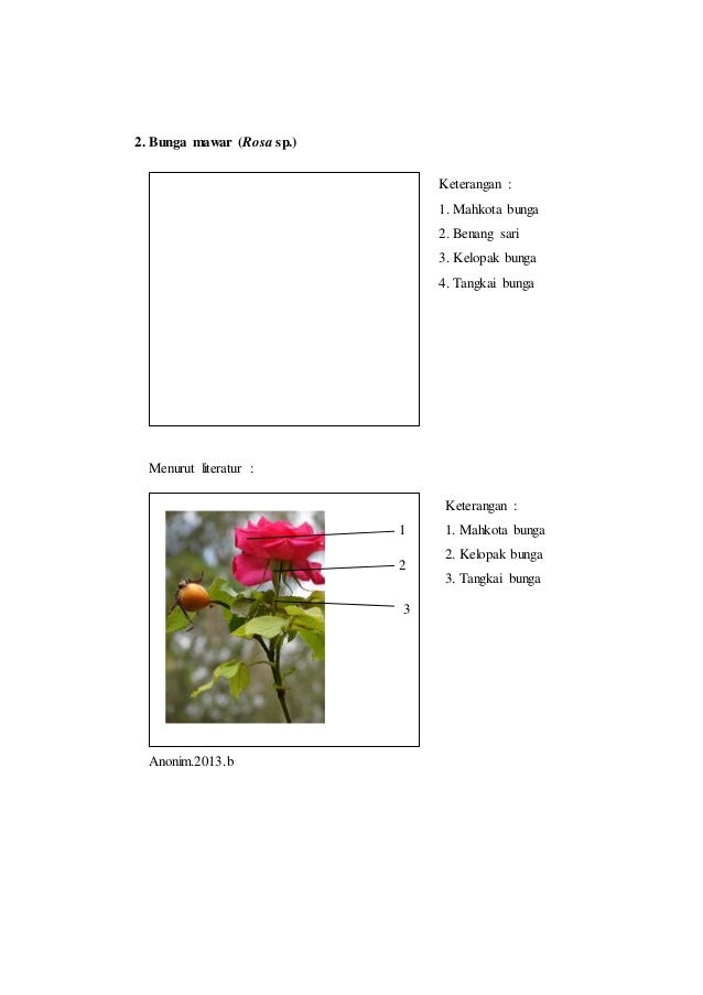 Detail Gambar Bunga Mawar Dan Bagiannya Nomer 34