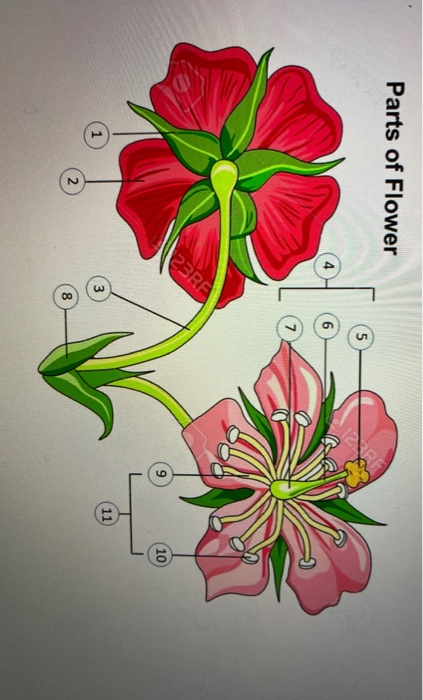 Detail Gambar Bunga Mawar Dan Bagiannya Nomer 35