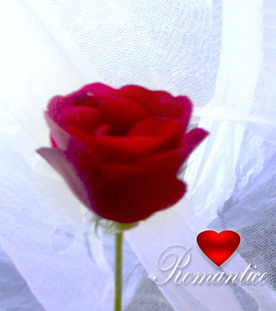 Detail Gambar Bunga Mawar Dan Kata Romantis Nomer 27