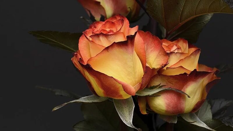 Detail Gambar Bunga Mawar Dan Kata Romantis Nomer 38