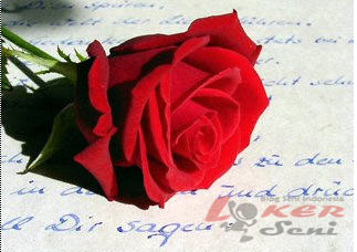 Detail Gambar Bunga Mawar Dan Kata Romantis Nomer 44