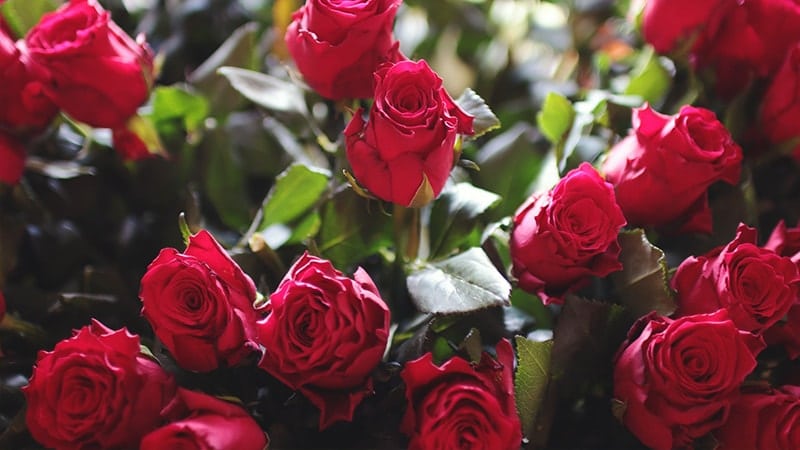 Detail Gambar Bunga Mawar Dan Kata Romantis Nomer 49
