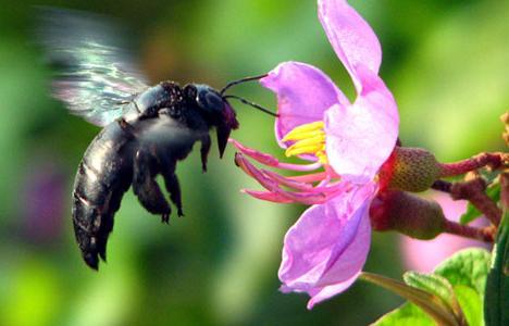 Detail Gambar Bunga Mawar Dan Kumbang Nomer 13