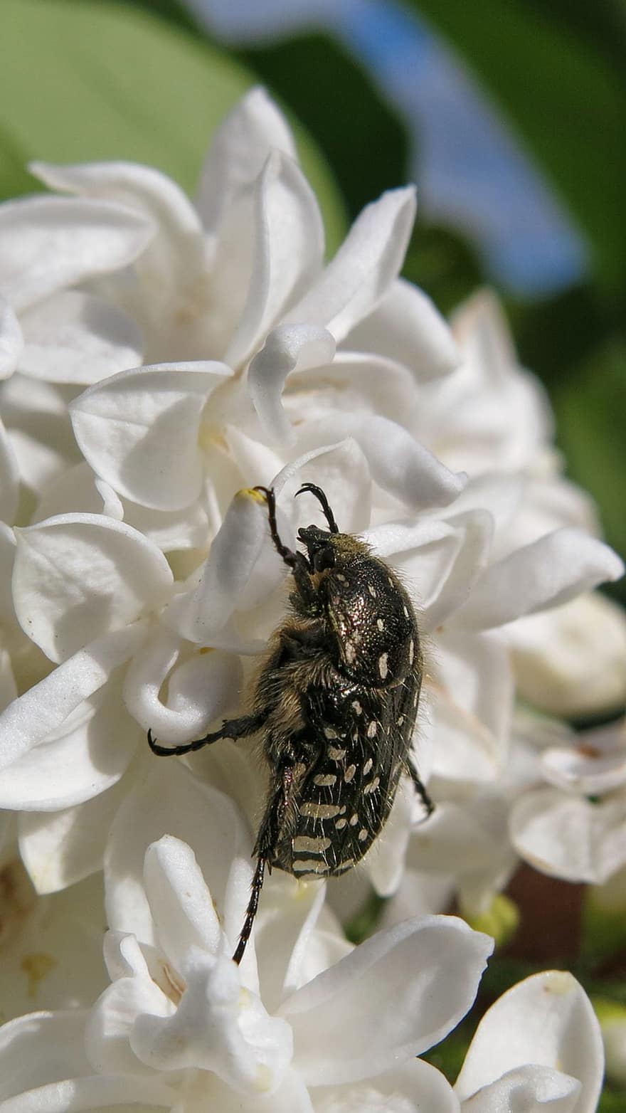 Detail Gambar Bunga Mawar Dan Kumbang Nomer 18