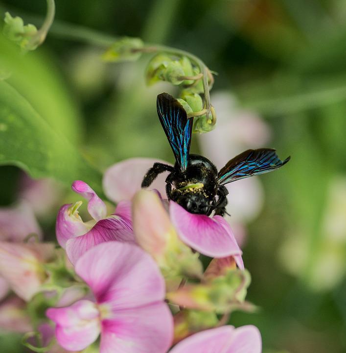 Detail Gambar Bunga Mawar Dan Kumbang Nomer 3