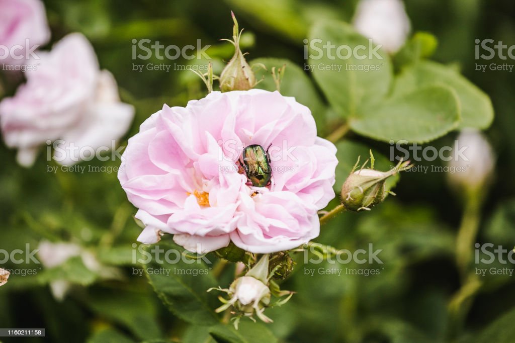 Detail Gambar Bunga Mawar Dan Kumbang Nomer 54