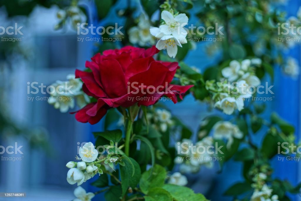 Detail Gambar Bunga Mawar Dan Melati Nomer 19