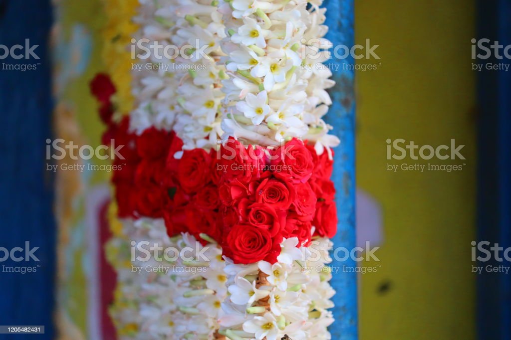 Detail Gambar Bunga Mawar Dan Melati Nomer 48