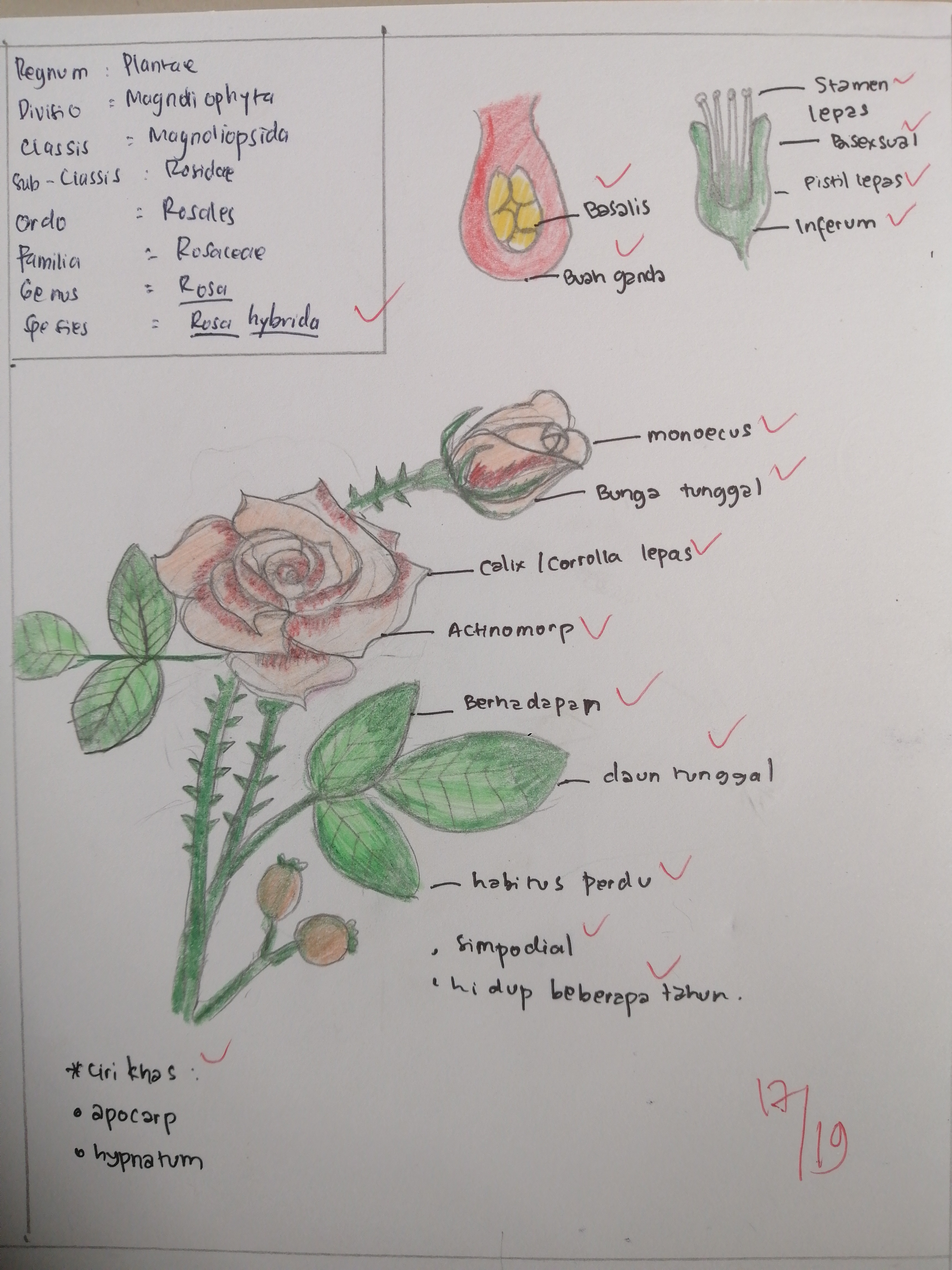 Detail Gambar Bunga Mawar Dan Strukturnya Nomer 6