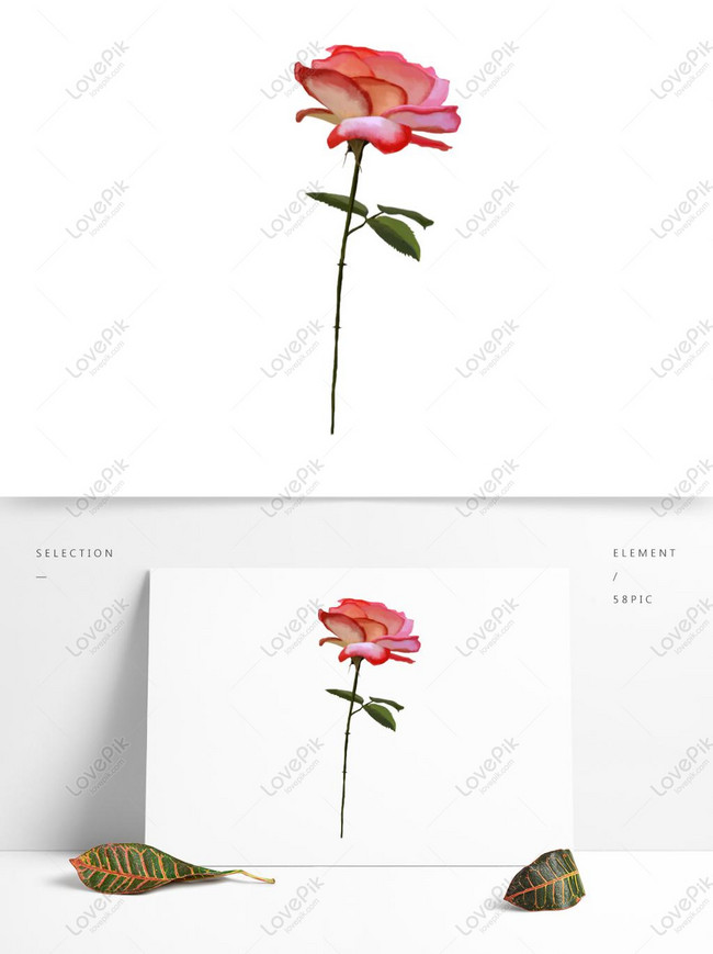 Detail Gambar Bunga Mawar Dan Tangan Nomer 43