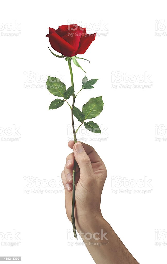 Detail Gambar Bunga Mawar Dan Tangan Nomer 6
