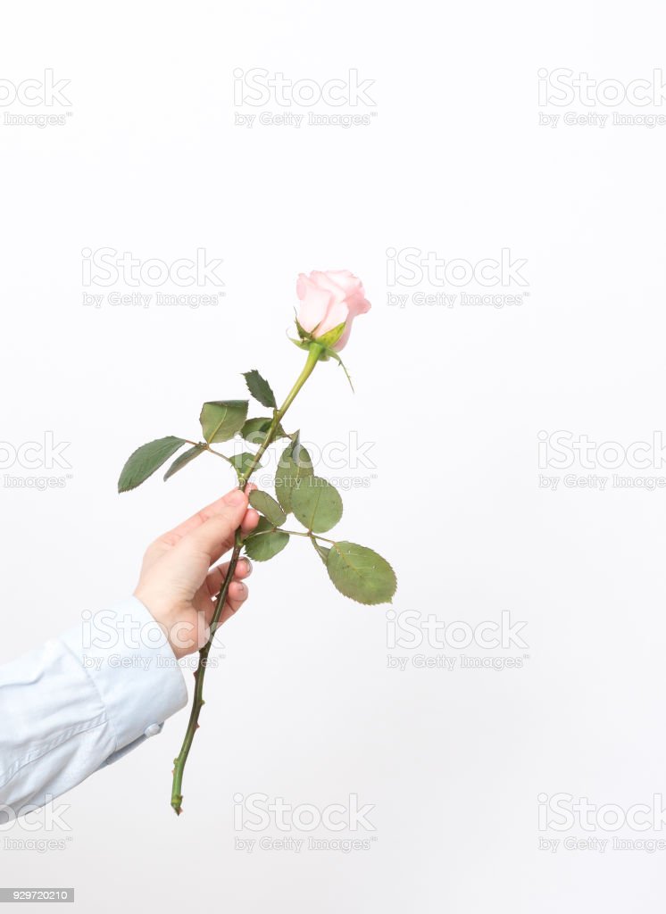 Detail Gambar Bunga Mawar Dan Tangan Nomer 57