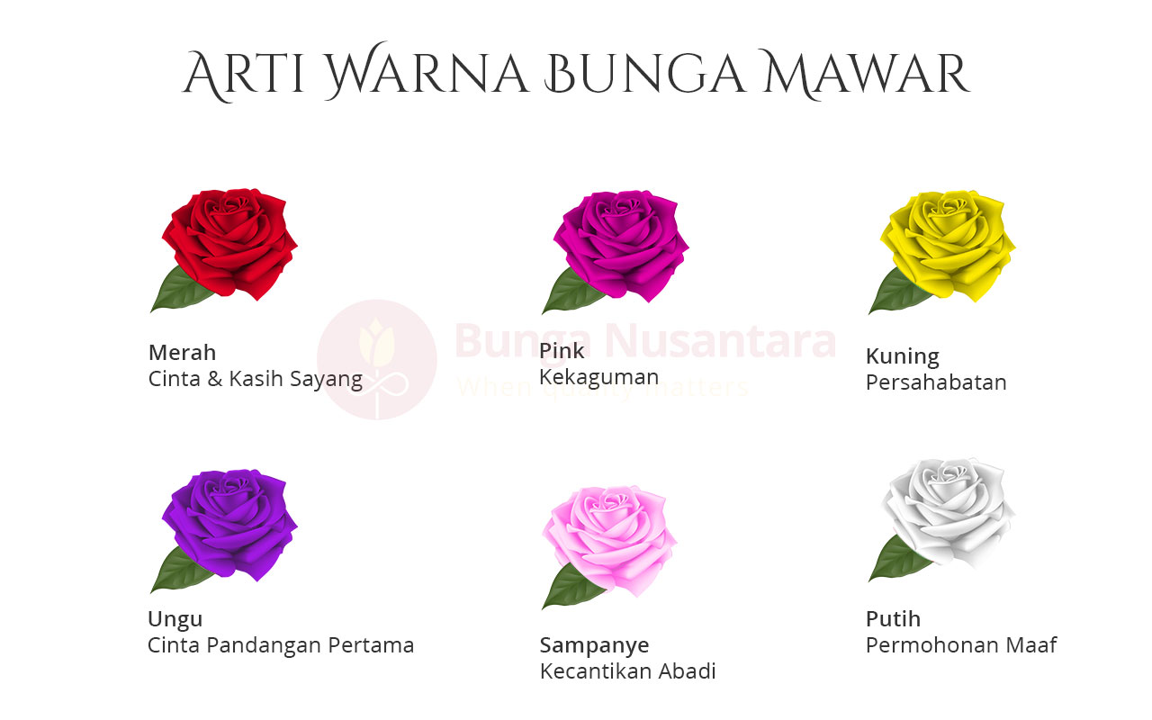 Detail Gambar Bunga Mawar Dan Warnanya Nomer 29