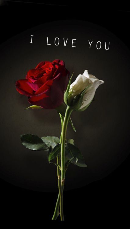 Detail Gambar Bunga Mawar Dari Love Nomer 29