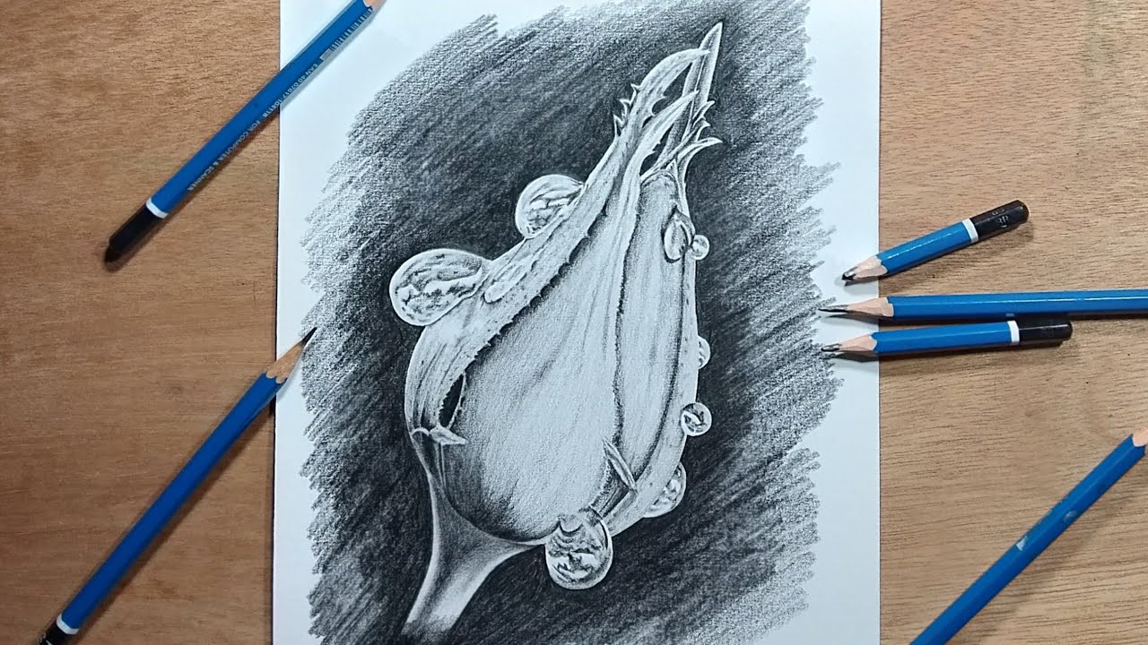 Detail Gambar Bunga Mawar Dari Pensil Nomer 58
