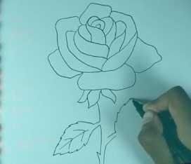 Detail Gambar Bunga Mawar Dengan Pensil Nomer 25