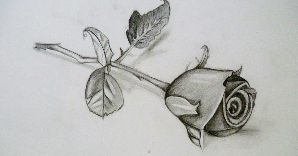 Detail Gambar Bunga Mawar Dengan Pensil Nomer 46