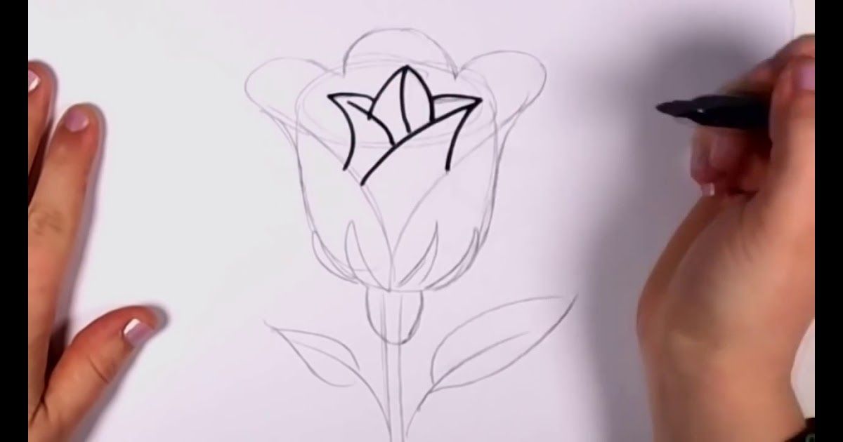Detail Gambar Bunga Mawar Dengan Pensil Nomer 8
