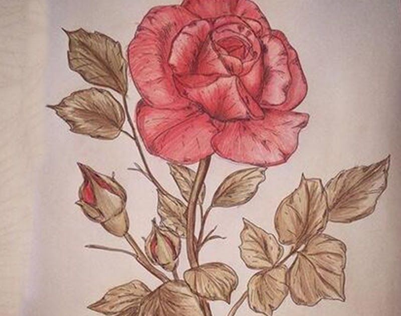 Detail Gambar Bunga Mawar Dengan Pensil Warna Nomer 14