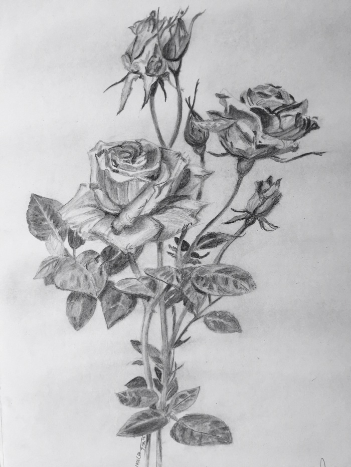 Download Gambar Bunga Mawar Dengan Pensil Warna Nomer 33