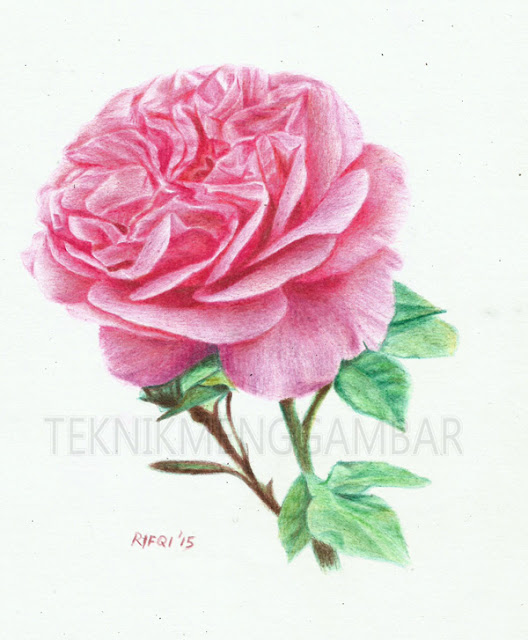 Detail Gambar Bunga Mawar Dengan Pensil Warna Nomer 5