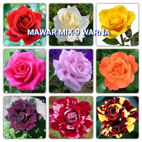Detail Gambar Bunga Mawar Dengan Warna Nomer 16