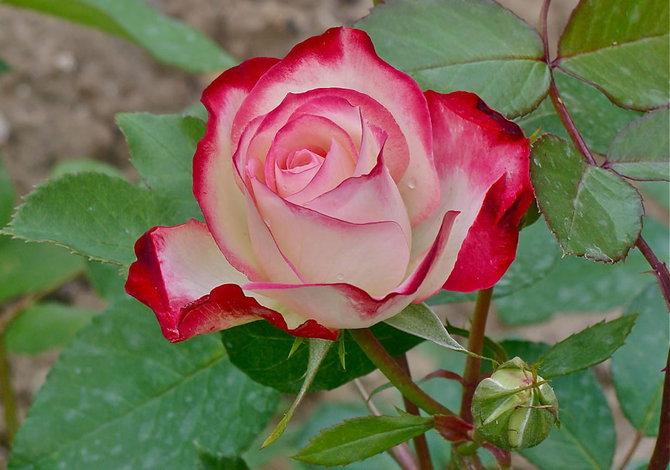 Detail Gambar Bunga Mawar Dengan Warna Nomer 25