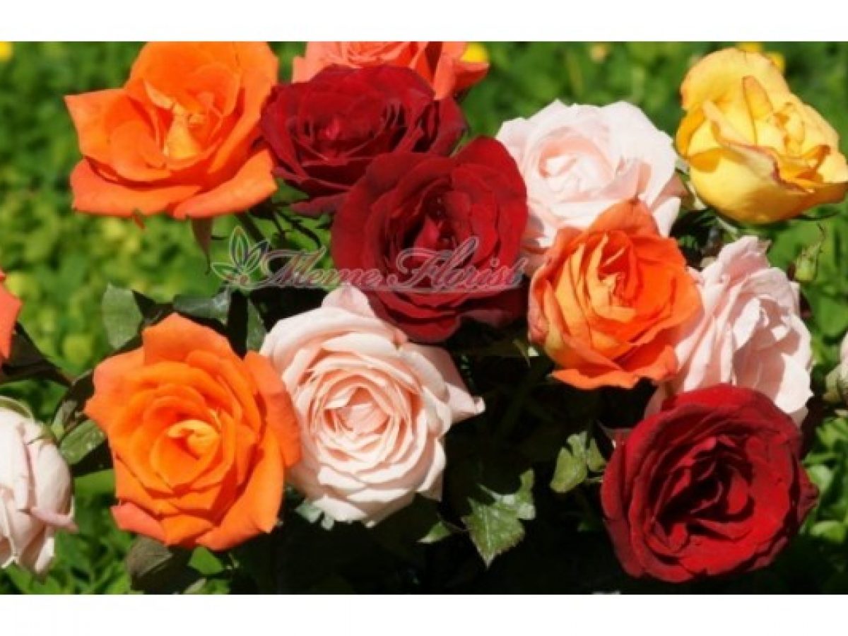 Detail Gambar Bunga Mawar Dengan Warna Nomer 31