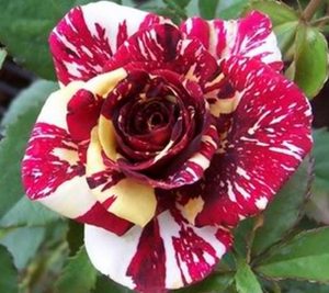 Detail Gambar Bunga Mawar Dengan Warna Nomer 41