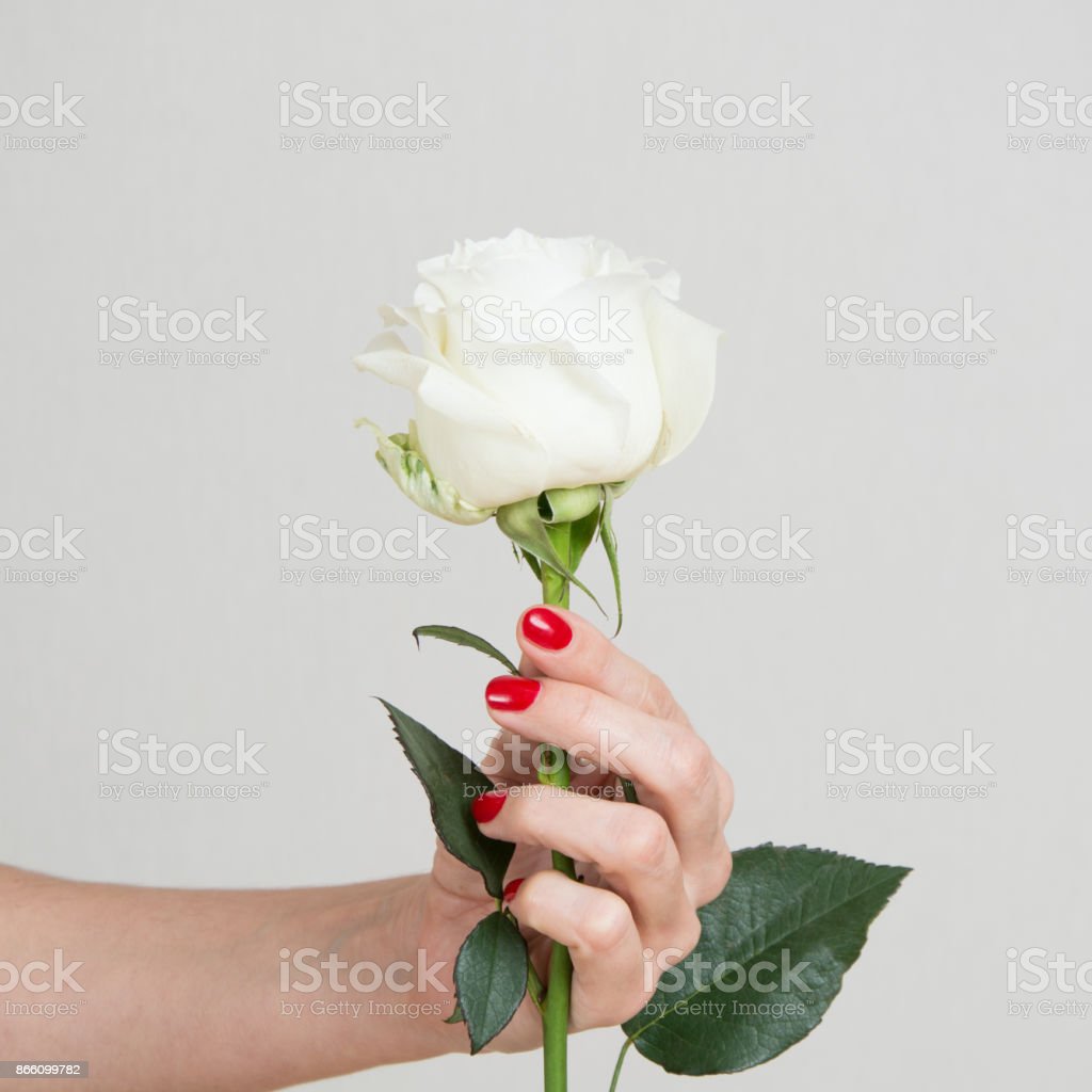 Detail Gambar Bunga Mawar Di Tangan Nomer 3
