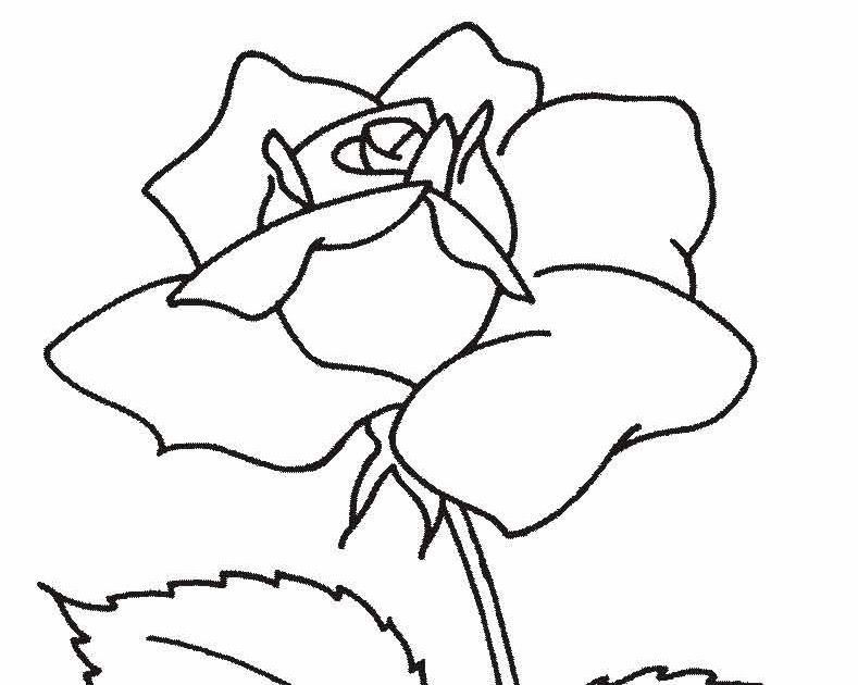 Detail Gambar Bunga Mawar Flora Nomer 14