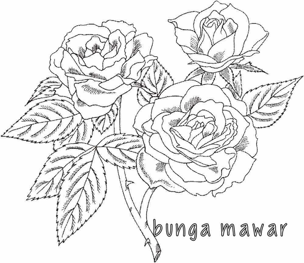 Detail Gambar Bunga Mawar Flora Nomer 49