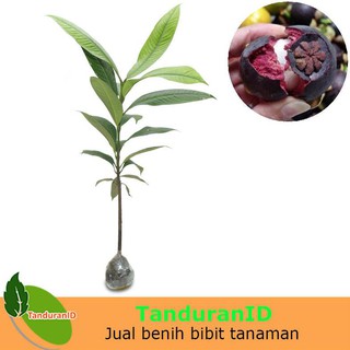 Detail Gambar Bunga Mawar Gambar Buah Manggis Nomer 54