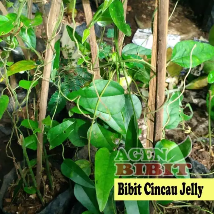 Detail Gambar Bunga Mawar Gambar Daun Cincau Nomer 55