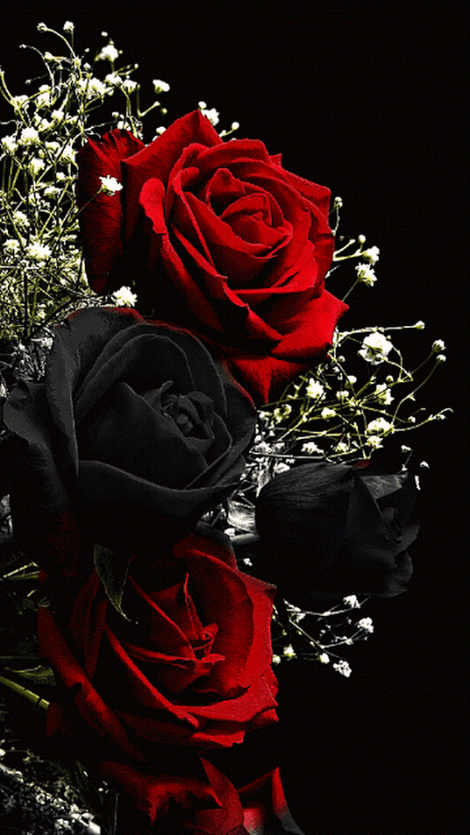 Detail Gambar Bunga Mawar Gif Nomer 20